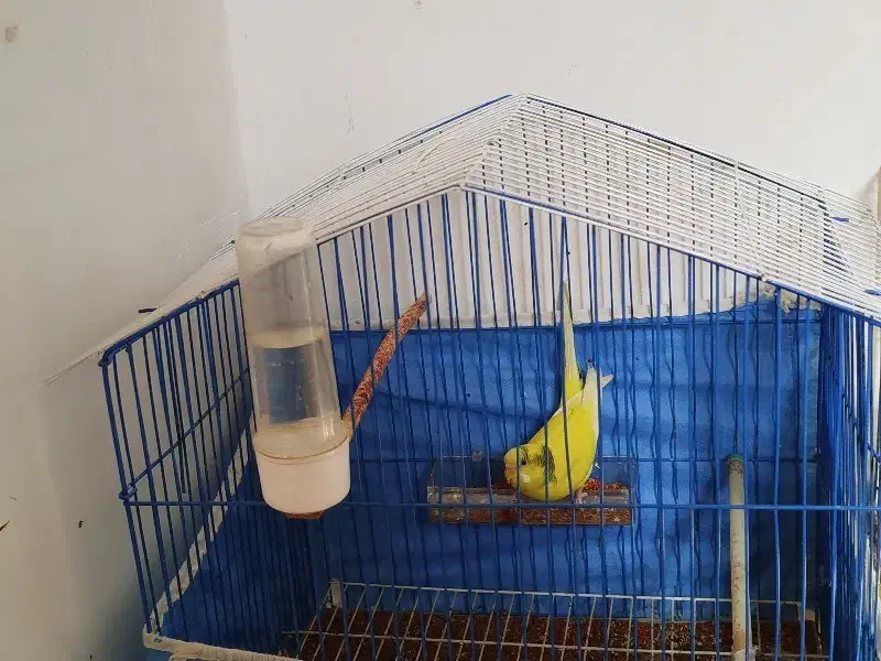 مرغ عشق ماده|پرنده|باغ حلی, |دیوار