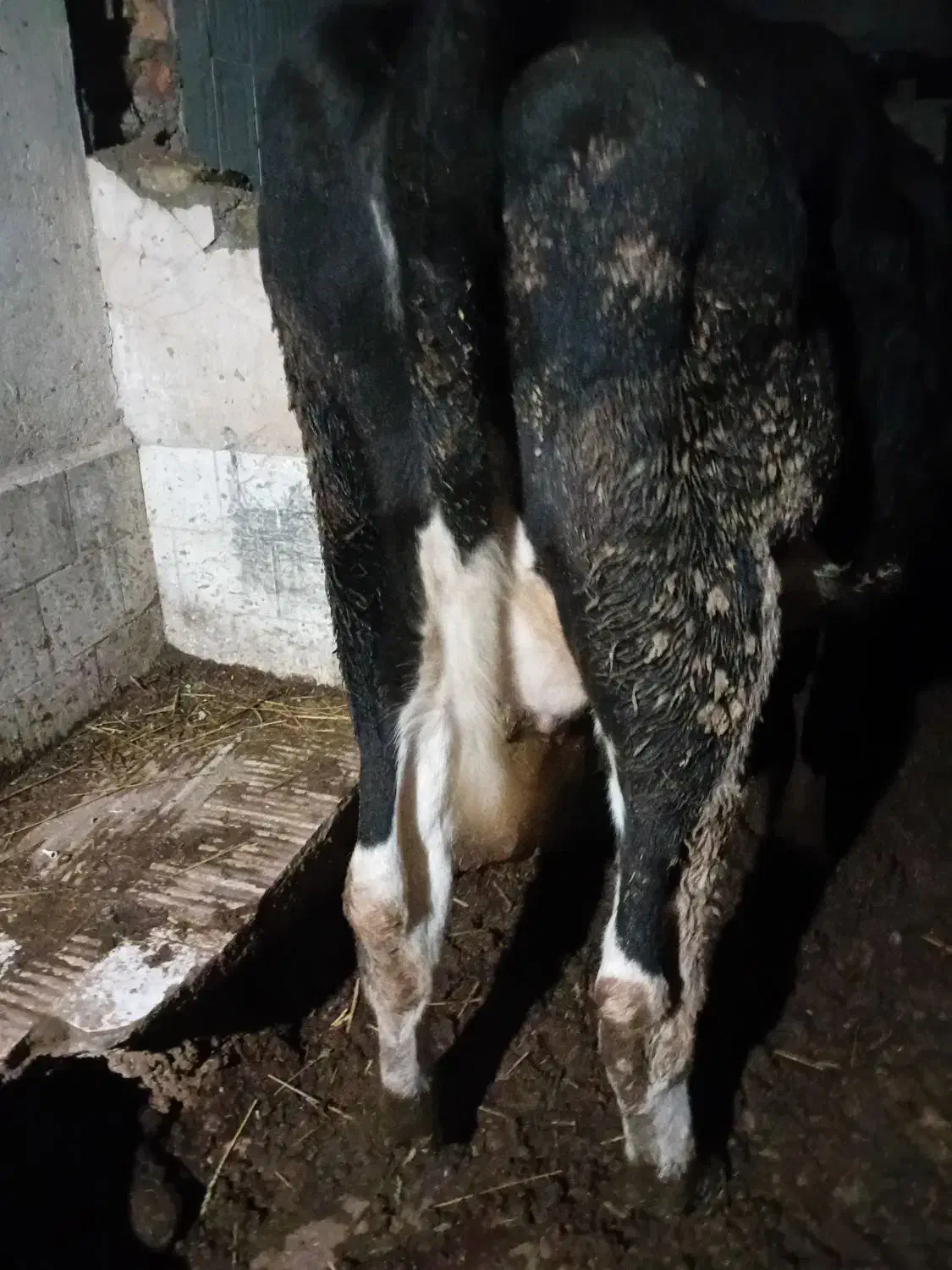 گاوموندبیلیارد شیری باگوساله ۳ماهه|حیوانات مزرعه|آق قلا, |دیوار