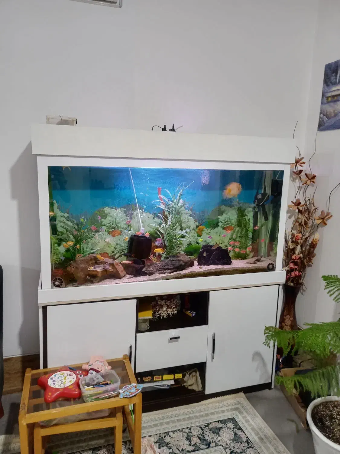 فروش آکواریوم|ماهی|نیریز, |دیوار