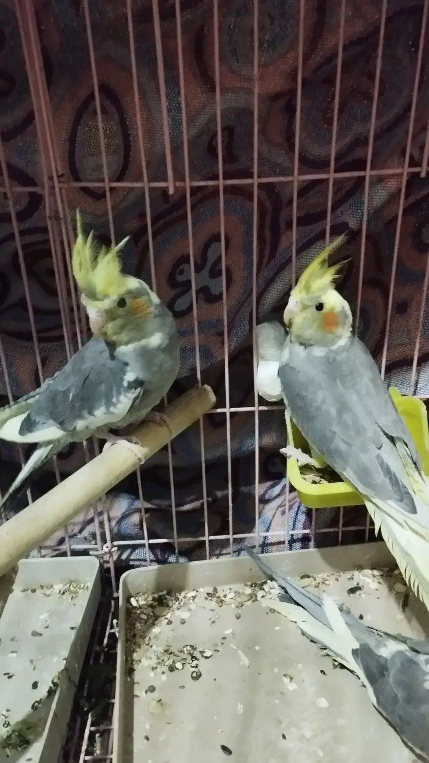 عروس هلندی|پرنده|محمدیه-قزوین, |دیوار