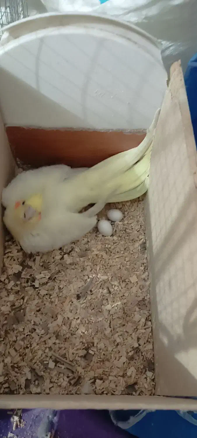 یک جفت عروس هلندی سالم وسرحال روی تخم|پرنده|فردوس (خراسان), |دیوار