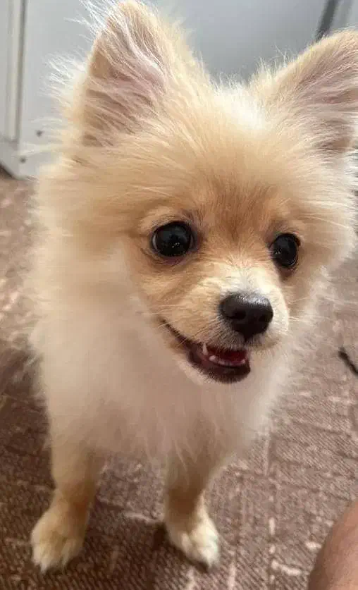 پامر روباهی اصلی ۵ ماهه|سگ|رودهن, |دیوار