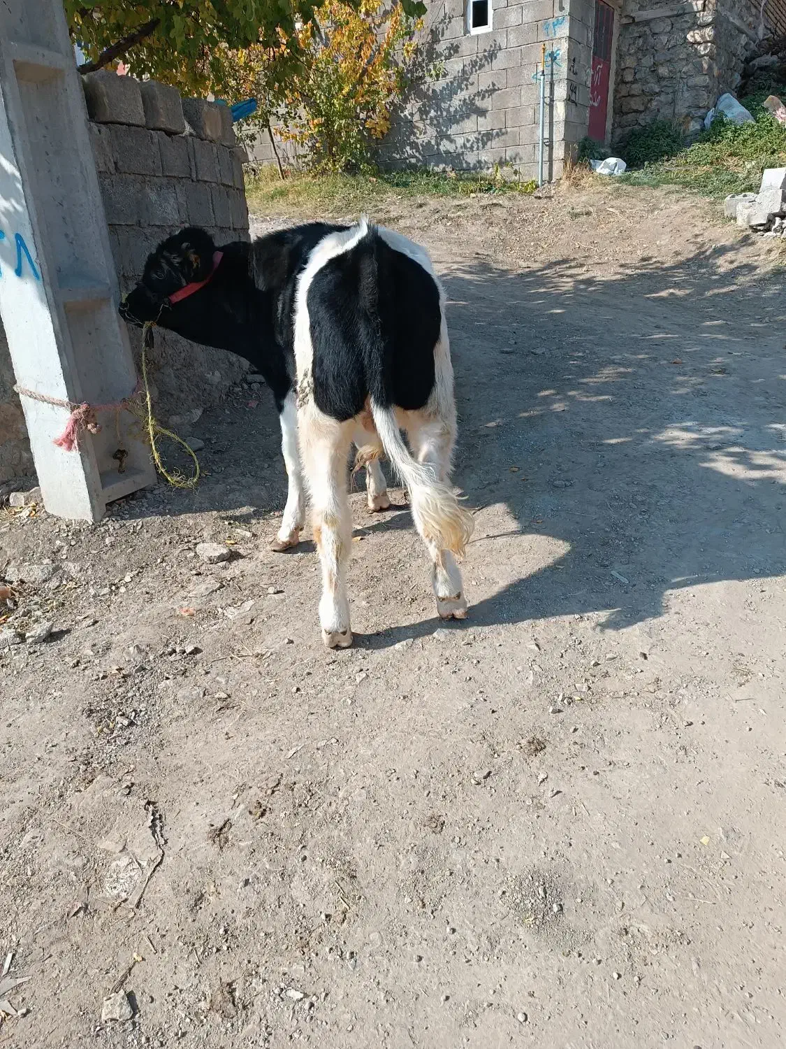 گوساله نر|حیوانات مزرعه|سیلوانه, |دیوار