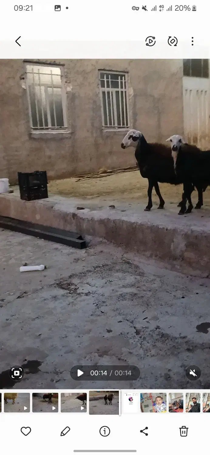 میش بره ماده میش آبستن هستش،پوست گاوی آنتیک|حیوانات مزرعه|بروجرد, |دیوار