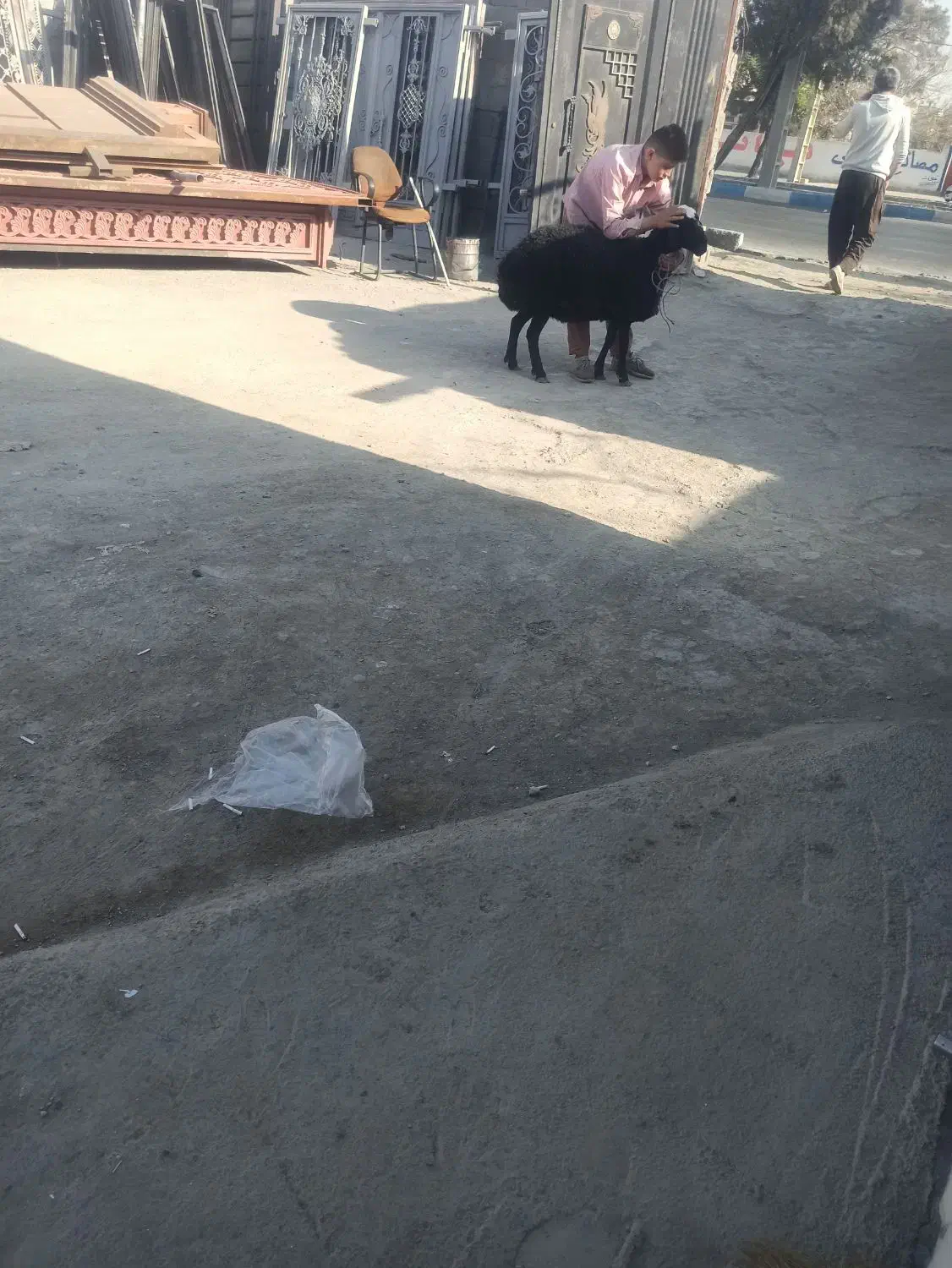 گوسفند زنده قصاب مجرب ارسال رایگان|حیوانات مزرعه|فردوسیه, |دیوار