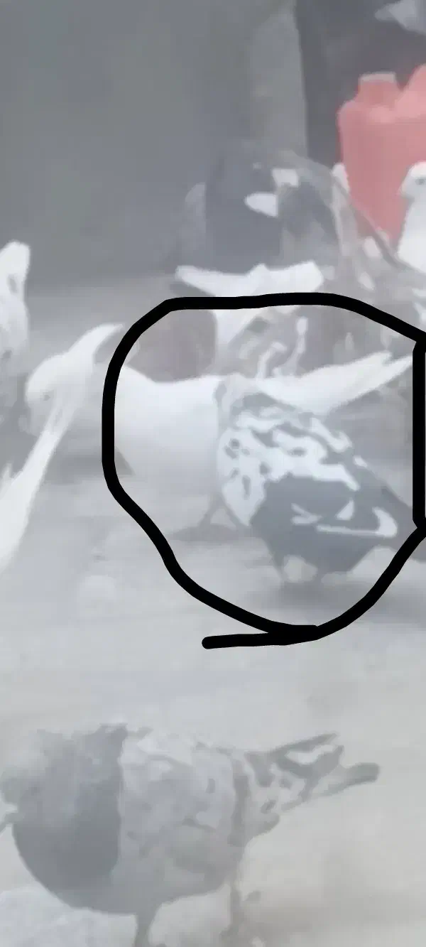 پرنده|پرنده|سیلاخور, |دیوار