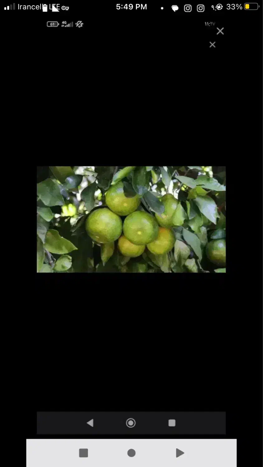 خریدار نارنگی وپرتغال چه یک درخت چه بیشتر|خدمات باغبانی و درختکاری|سورک, |دیوار