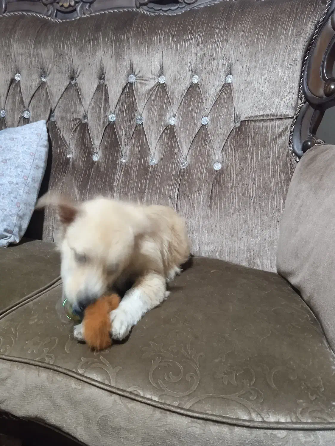 واگذاری اشپیتز پامر|سگ|اصفهان, عاشقآباد|دیوار