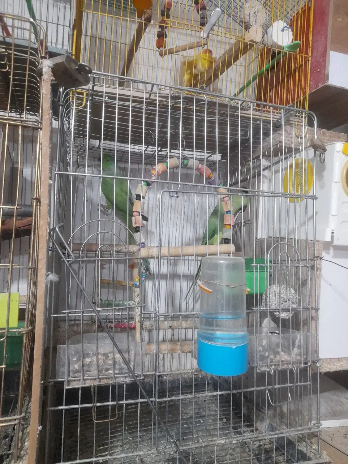 سهره مینا راهب|پرنده|خوی, |دیوار