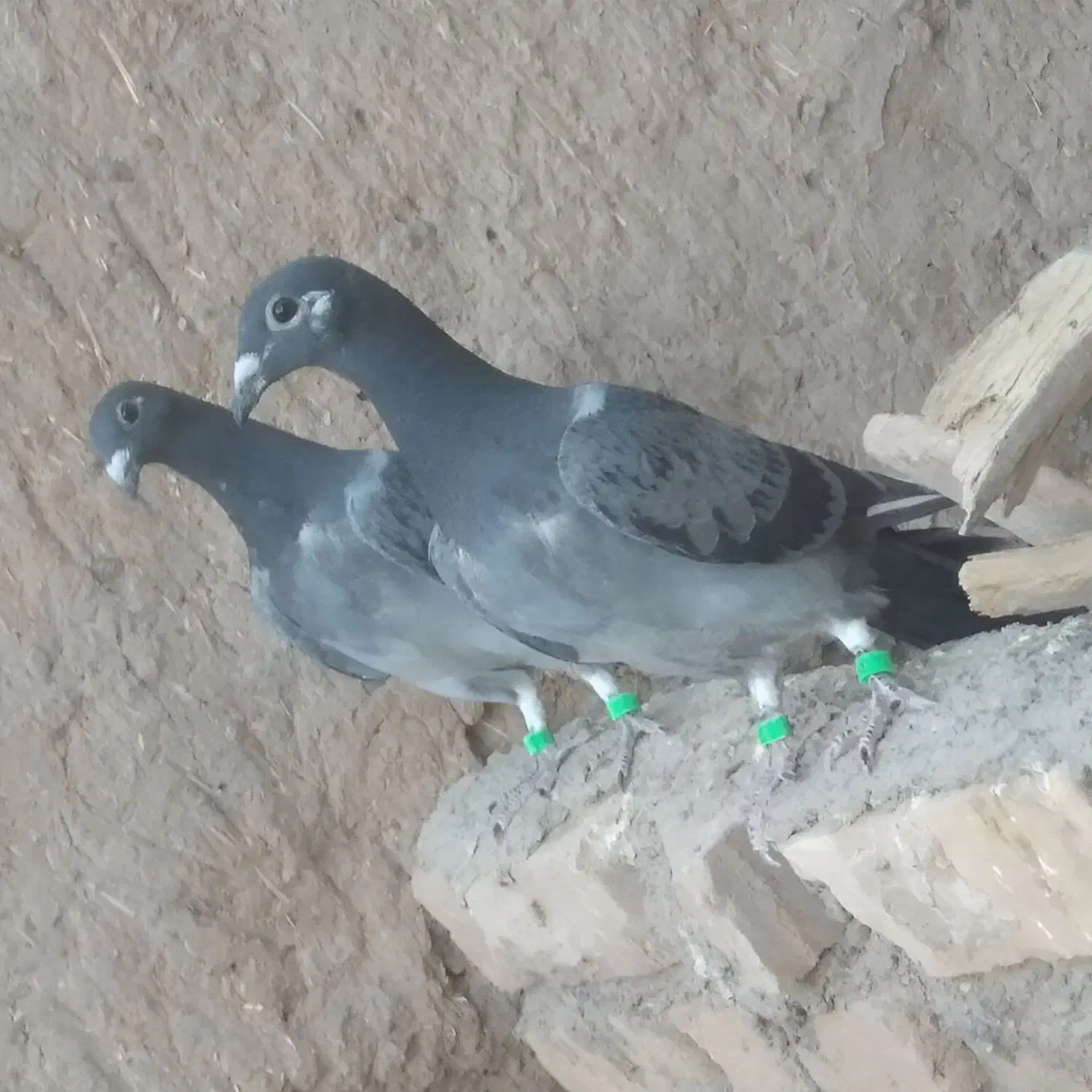 فرش طرح کبوتر|فرش|گناباد, |دیوار