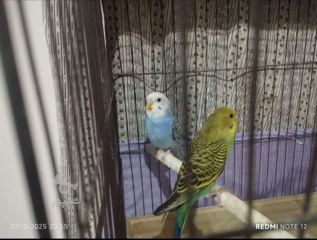 مرغ عشق|پرنده|فردیس, نگارستان|دیوار