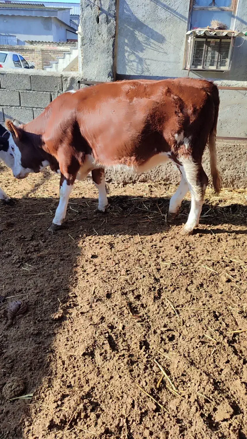 تلیسه مونت سیمینتال قرمز شرابی جنس|حیوانات مزرعه|گمیشان, |دیوار