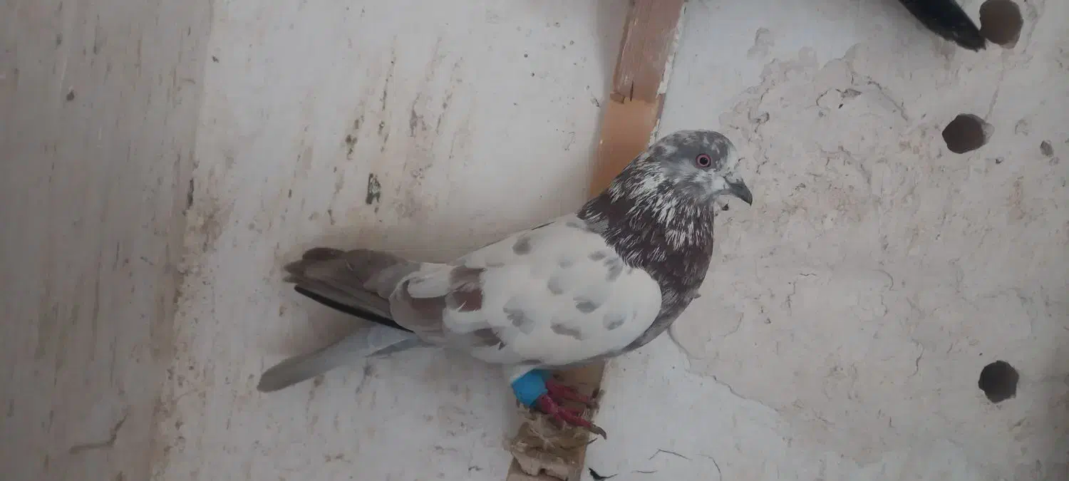 کفتر صید رنگه وتهرانی|پرنده|مشهد, شهید آوینی|دیوار