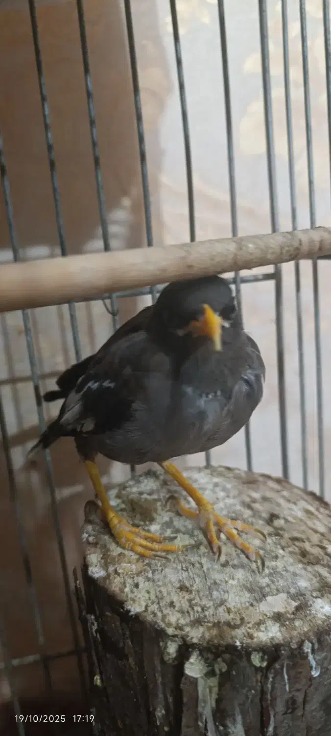 مینا|پرنده|ری, منصوریه منگل|دیوار