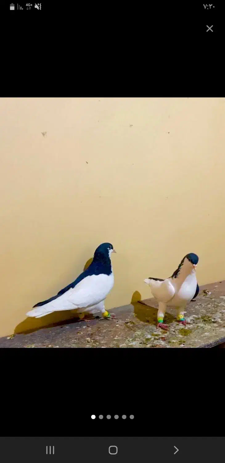 کبوتر رنگی چپی سیاه|پرنده|دیلم, |دیوار