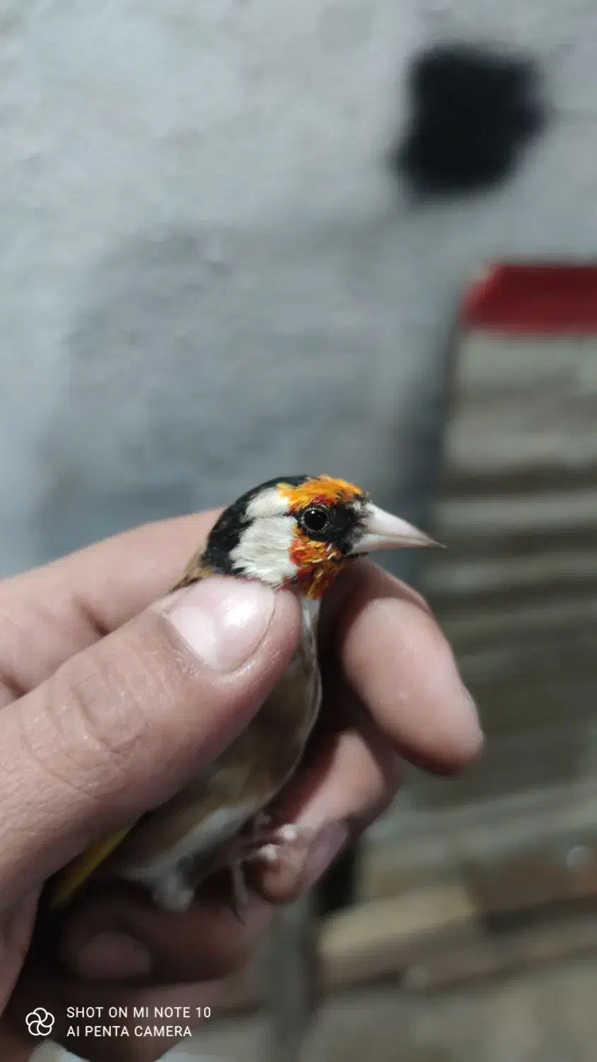 سهره جوجه قفس نشانه دار|پرنده|کرمانشاه, |دیوار