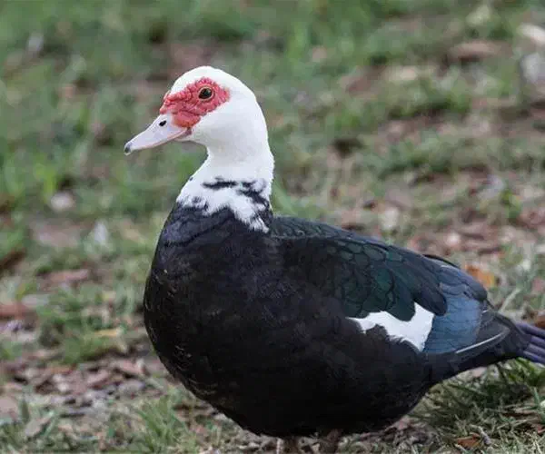 اردک اسراییلی|حیوانات مزرعه|قزوین, |دیوار