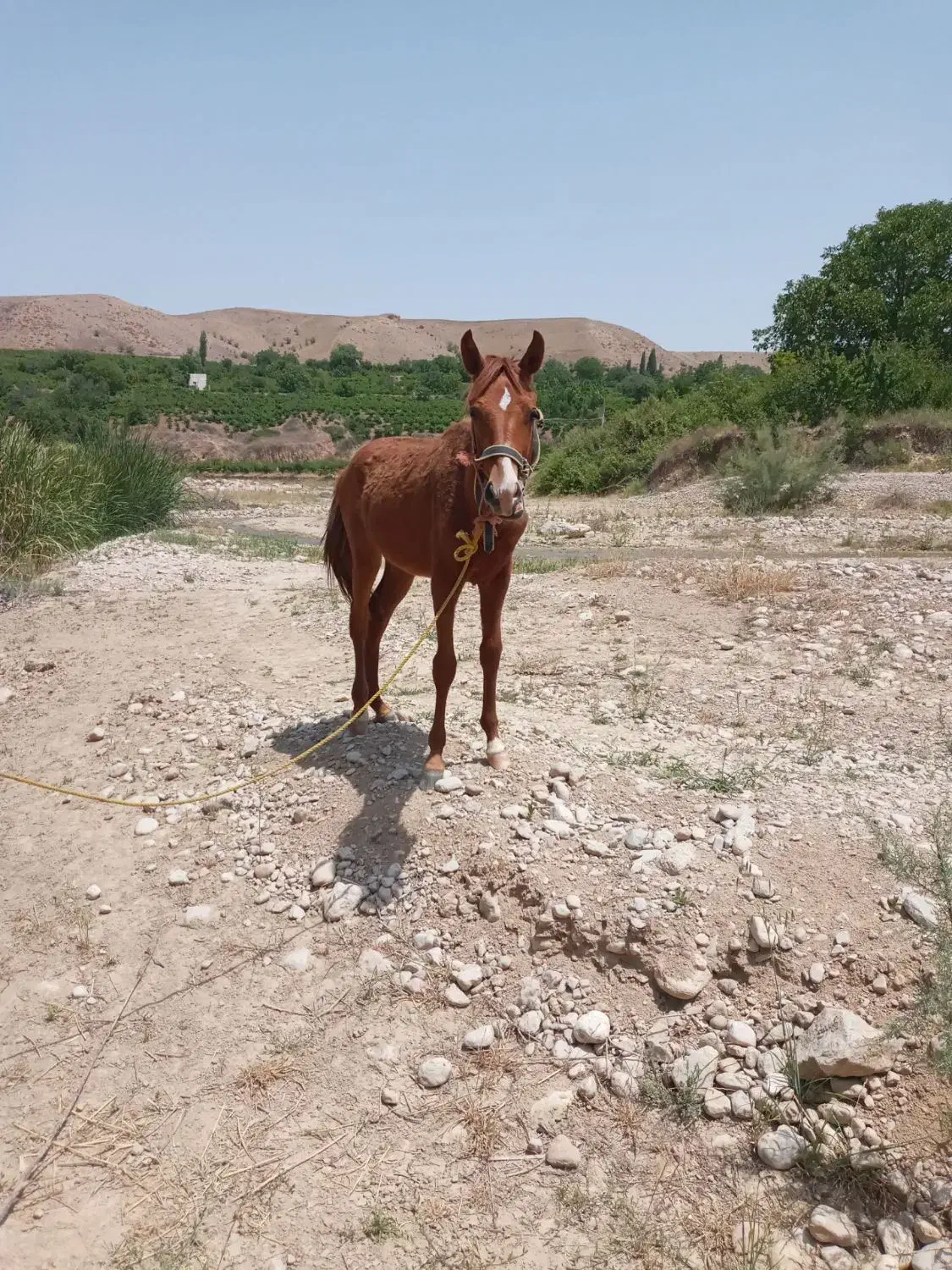 اسب ماده|اسب و تجهیزات اسبسواری|بجنورد, |دیوار