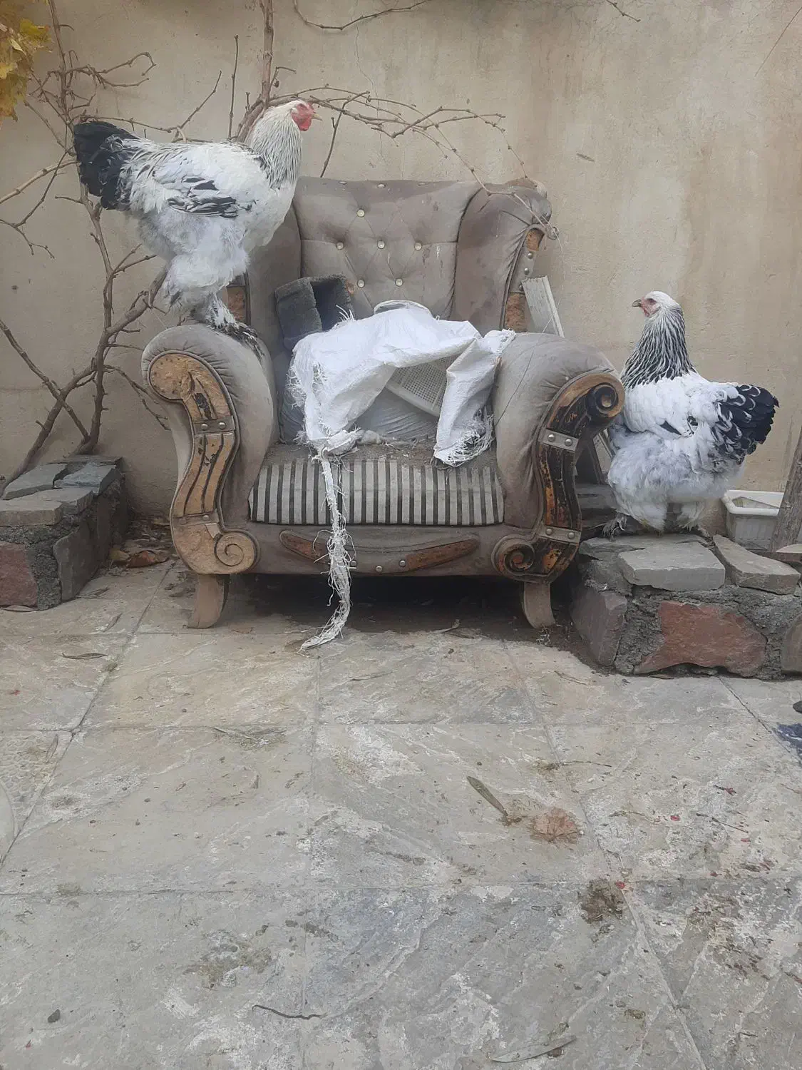 مرغ و خروس برهما|حیوانات مزرعه|تهران, بوستان سرخه حصار|دیوار