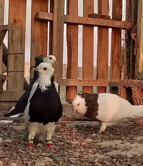 رنگی و شهری زرنگ|پرنده|اهرم, |دیوار