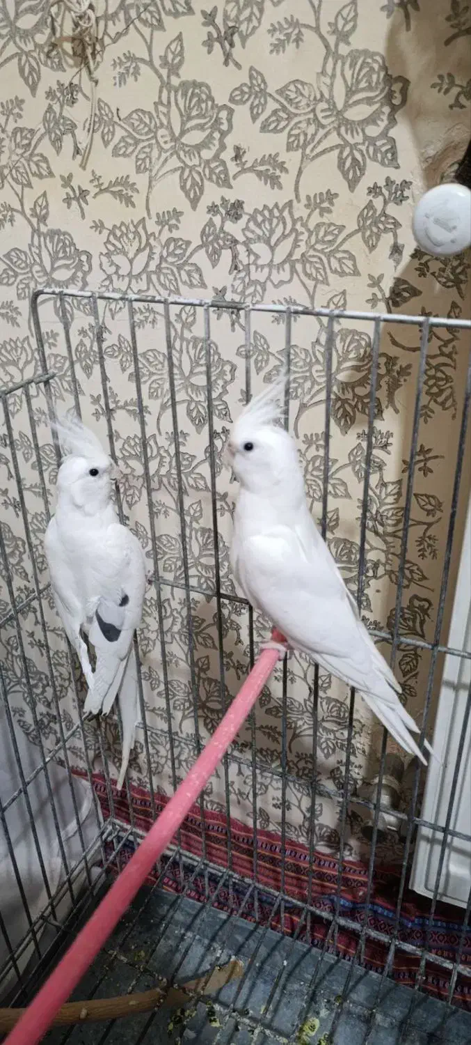 عروس هلندی|پرنده|گلبهار, شهر جدید گلبهار|دیوار