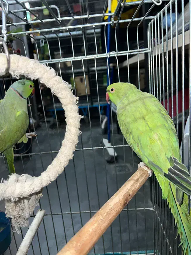 ملنگو نرو ماده قیمت عالی کارداده به شرط|پرنده|رودهن, |دیوار