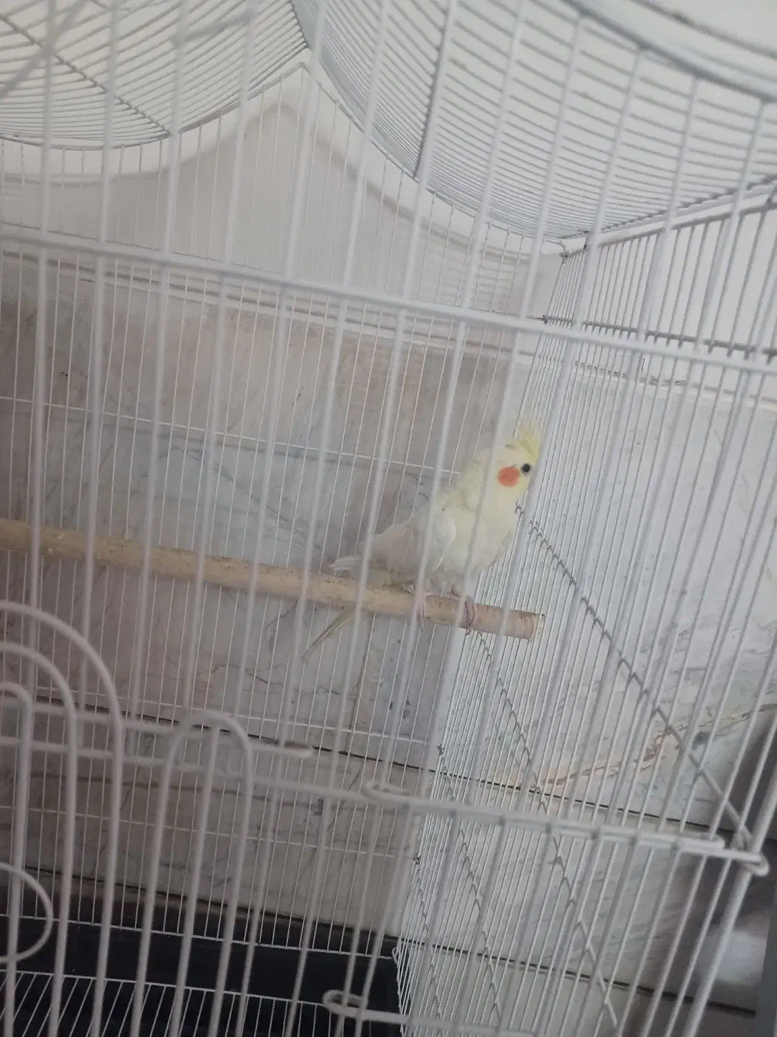 عروس هلندی|پرنده|لنجان, |دیوار