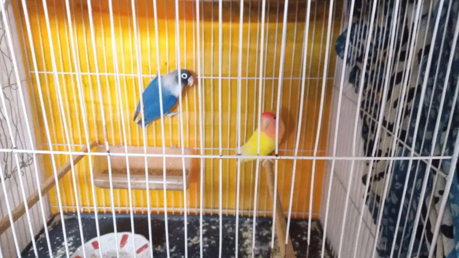 جفت کوتوله سالم درحال تخم|پرنده|مشهد, نیزه|دیوار