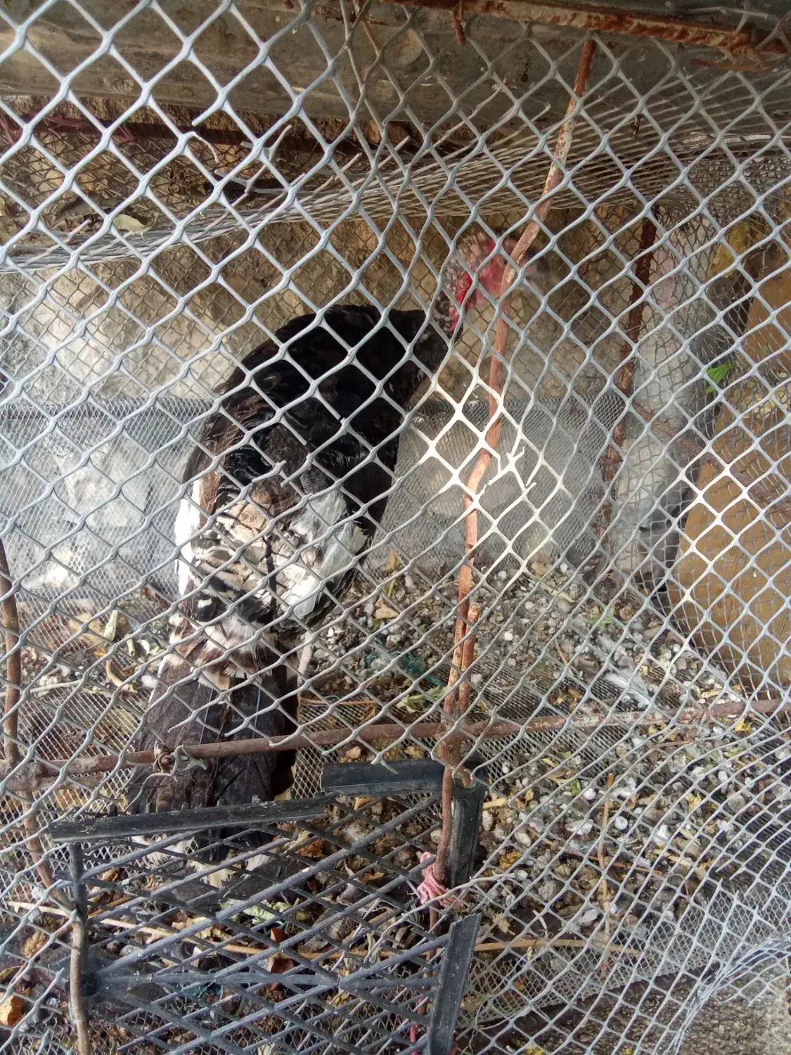 فروش بوقلمون نر جوان|حیوانات مزرعه|ایذه, |دیوار