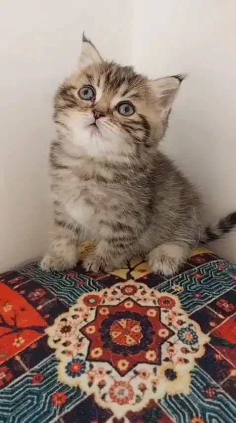 بریتیش|گربه|مشهد, عبادی|دیوار