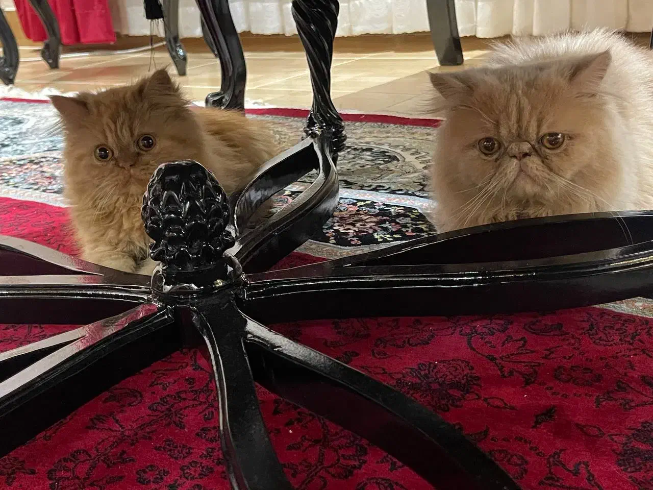 پرشین|گربه|اردبیل, |دیوار