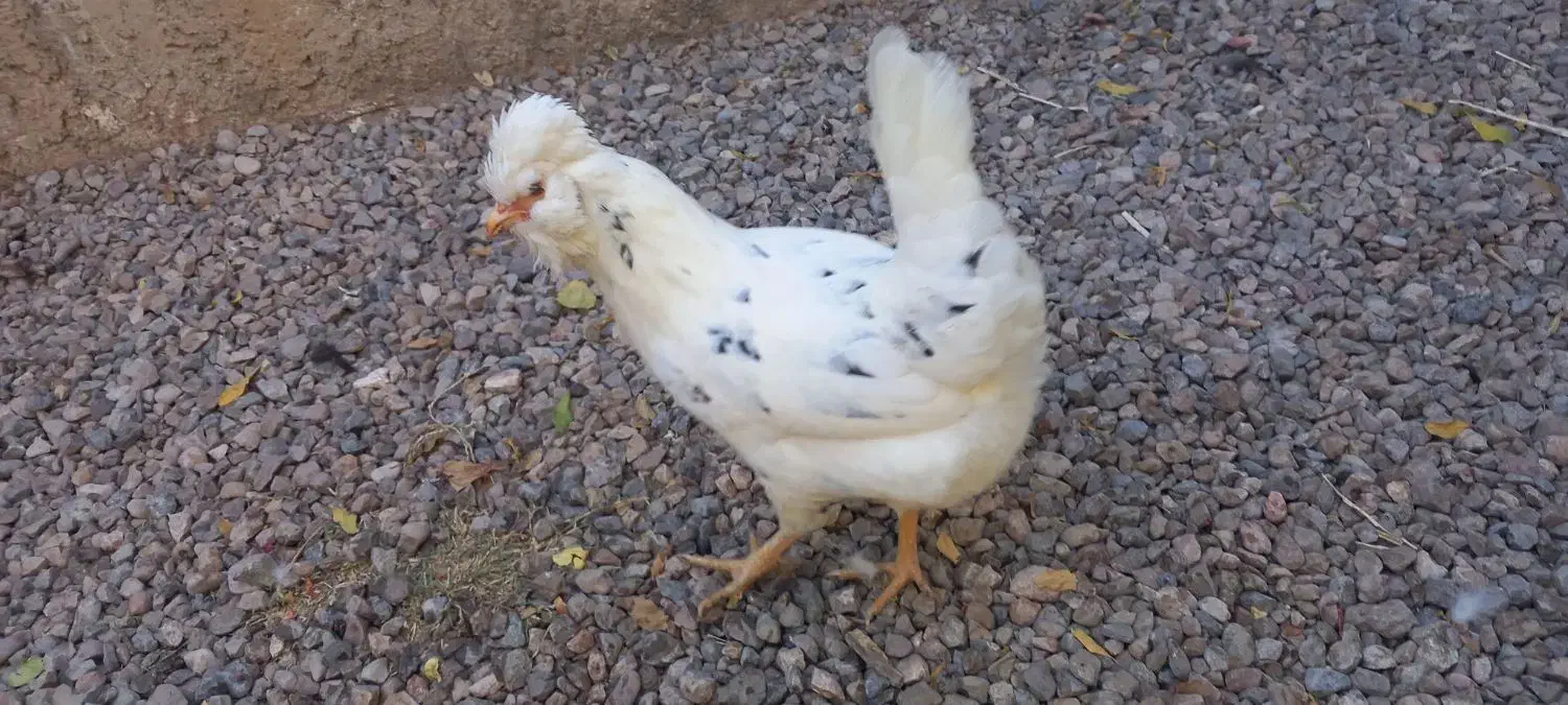 مرغ گلین درحال تخم|حیوانات مزرعه|کرمان, |دیوار