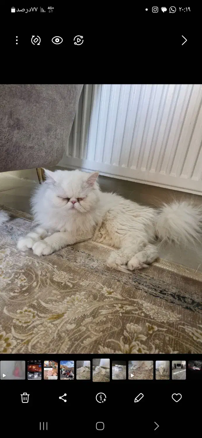 گربه پرشین|گربه|کرمان, |دیوار