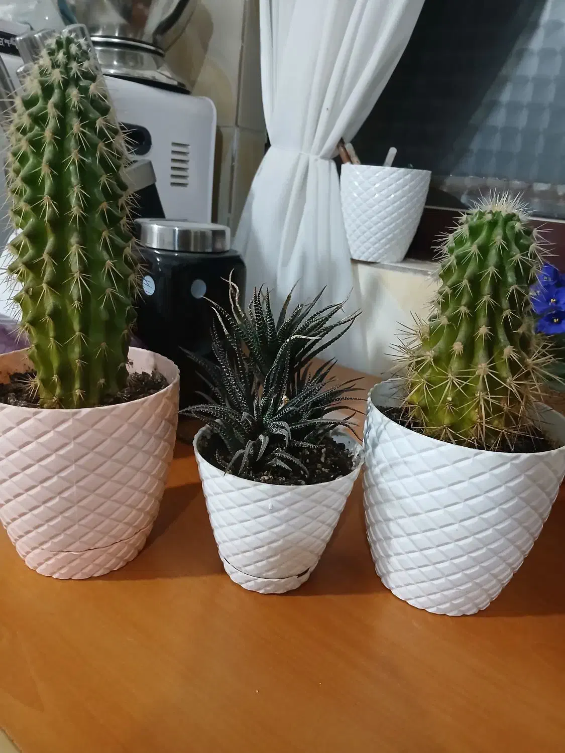 گلهای کاکتوس|گل و گیاه طبیعی|رشت, توشیبا|دیوار