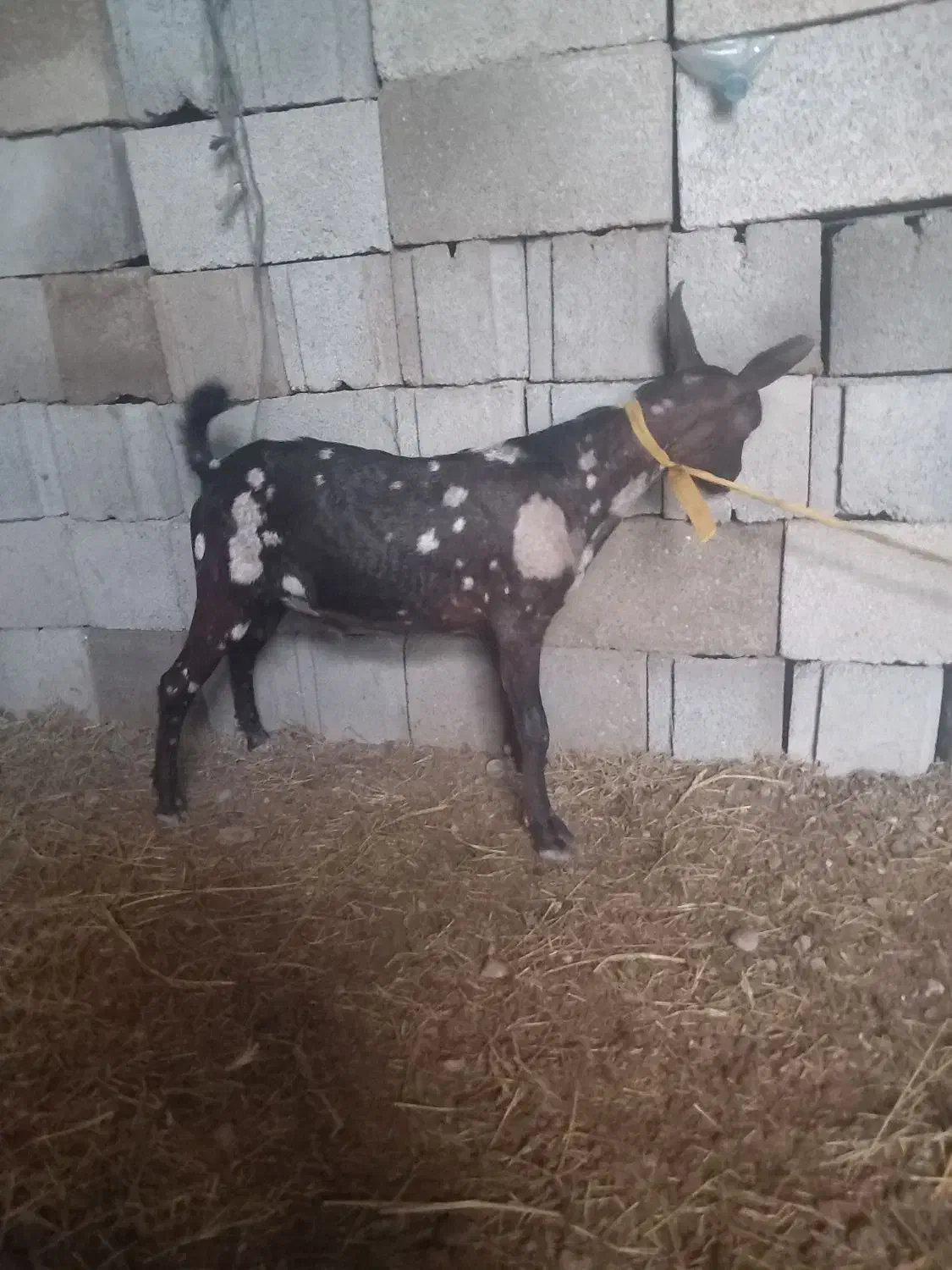 2عددبز چپشت پچی|حیوانات مزرعه|تخت, |دیوار