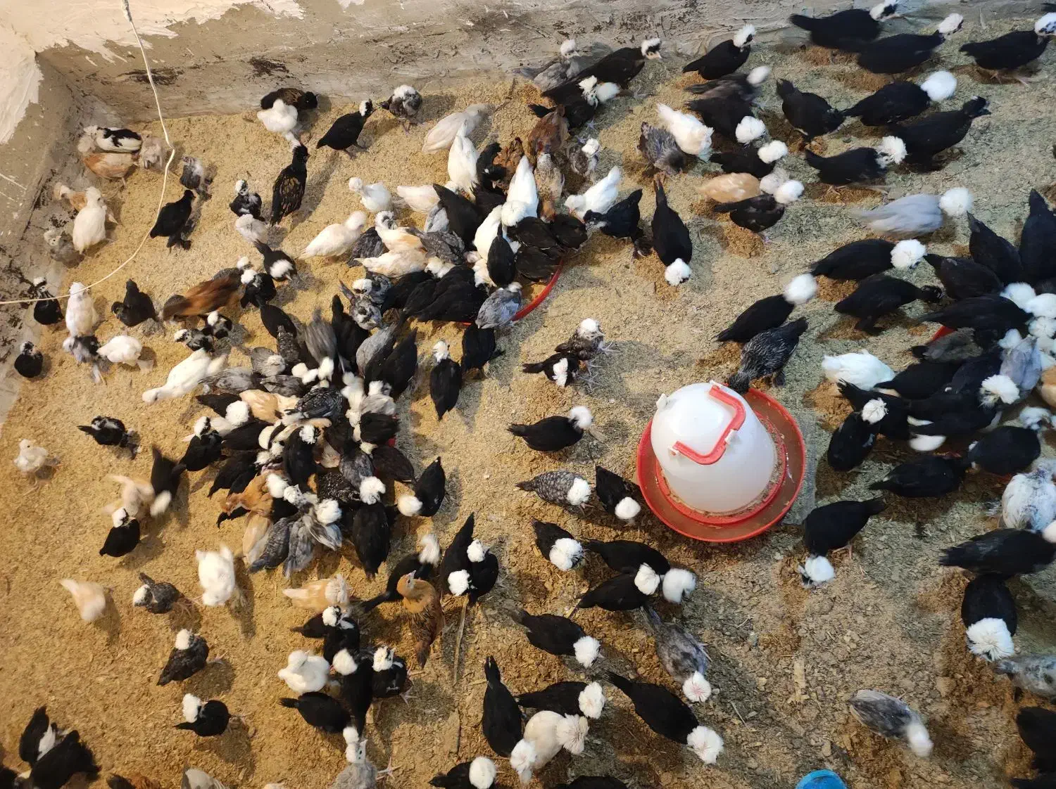 جوجه مرغ خروس سلطان پولند لهستانی زینتی کاکل پاپر|حیوانات مزرعه|رشت, حاجی آباد|دیوار