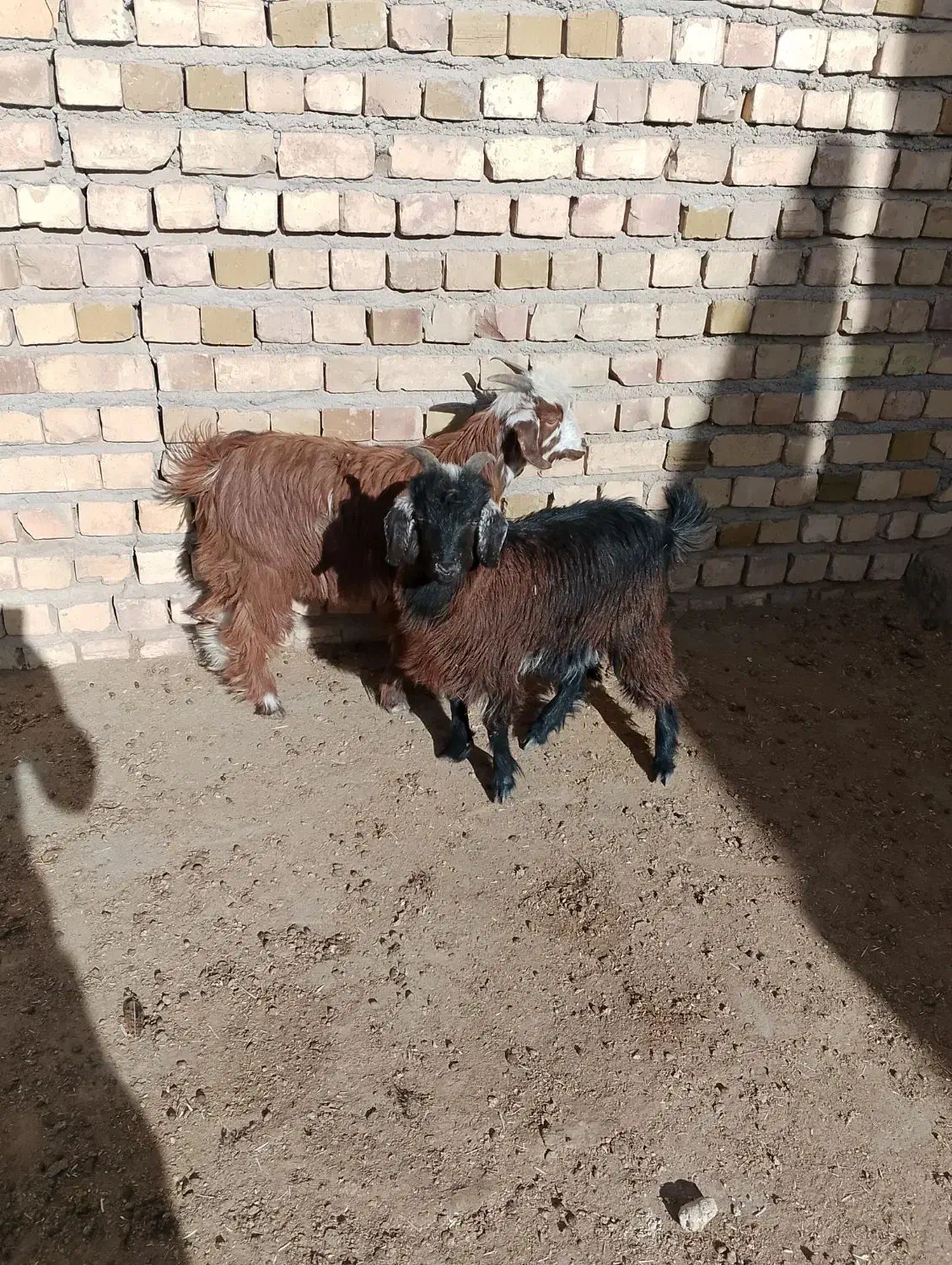 بزغاله|حیوانات مزرعه|نیشابور, بکاول|دیوار