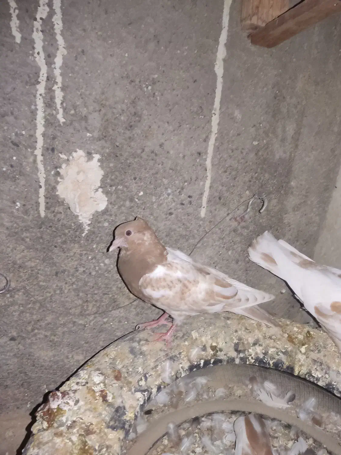 کبوتر|پرنده|تاکستان, |دیوار