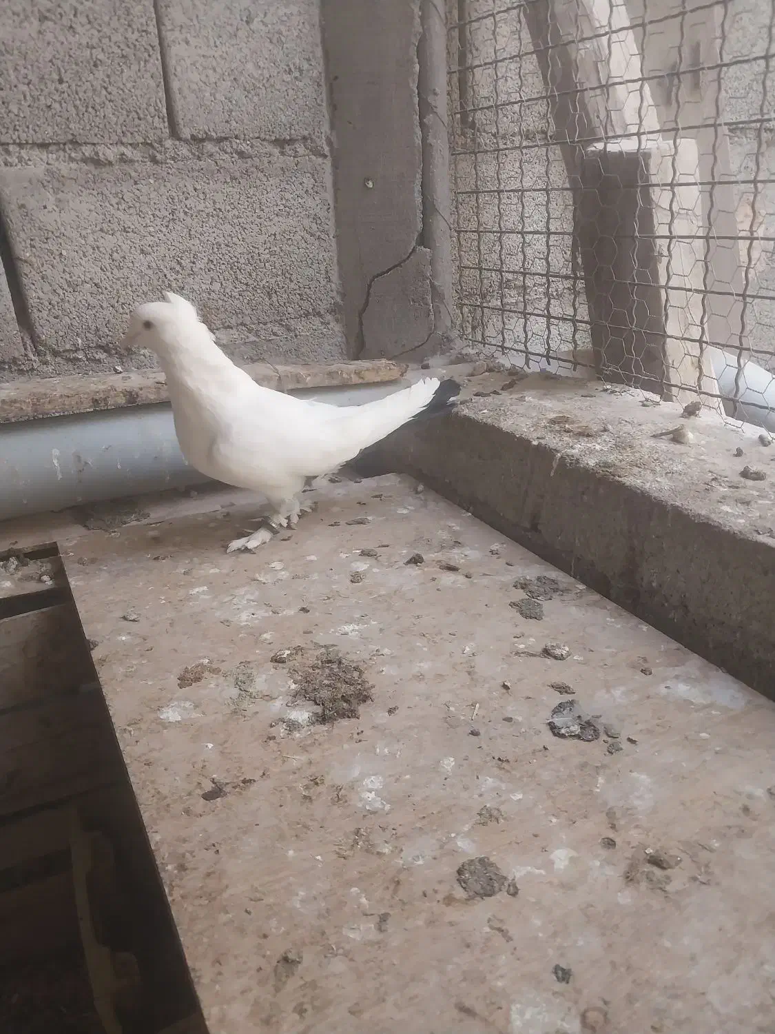 کبوتر سفید دم مشکی کاکلی پاپر|پرنده|اصفهان, جوزدان الیادران|دیوار