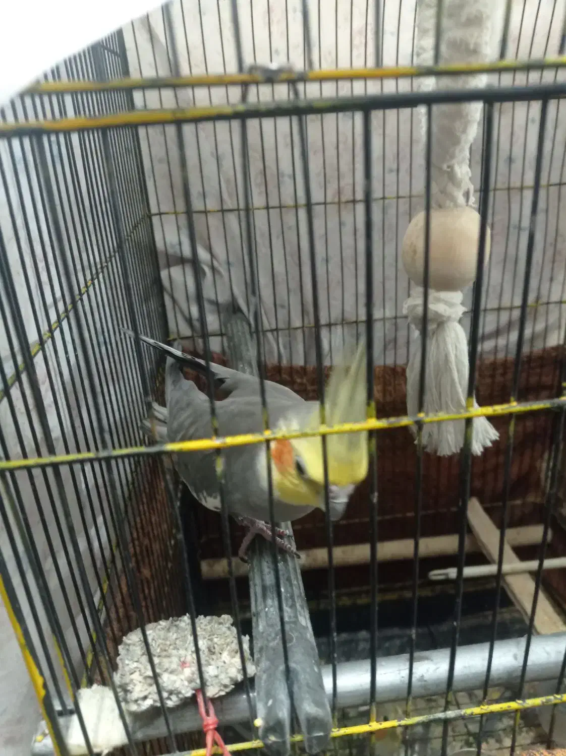 عروس هلندی مولدسینامون سخنگو|پرنده|همدان, |دیوار