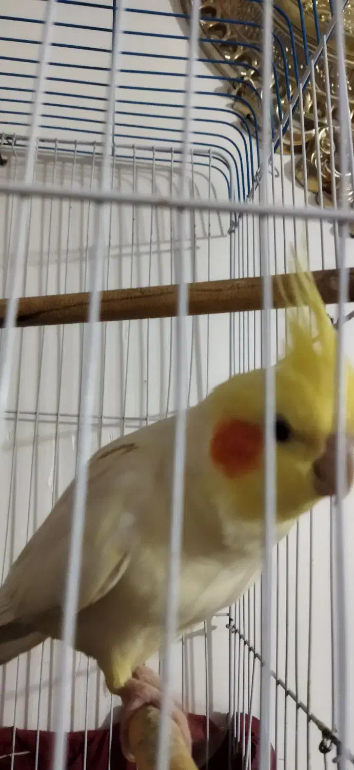 عروس هلندی|پرنده|مشگین شهر, |دیوار