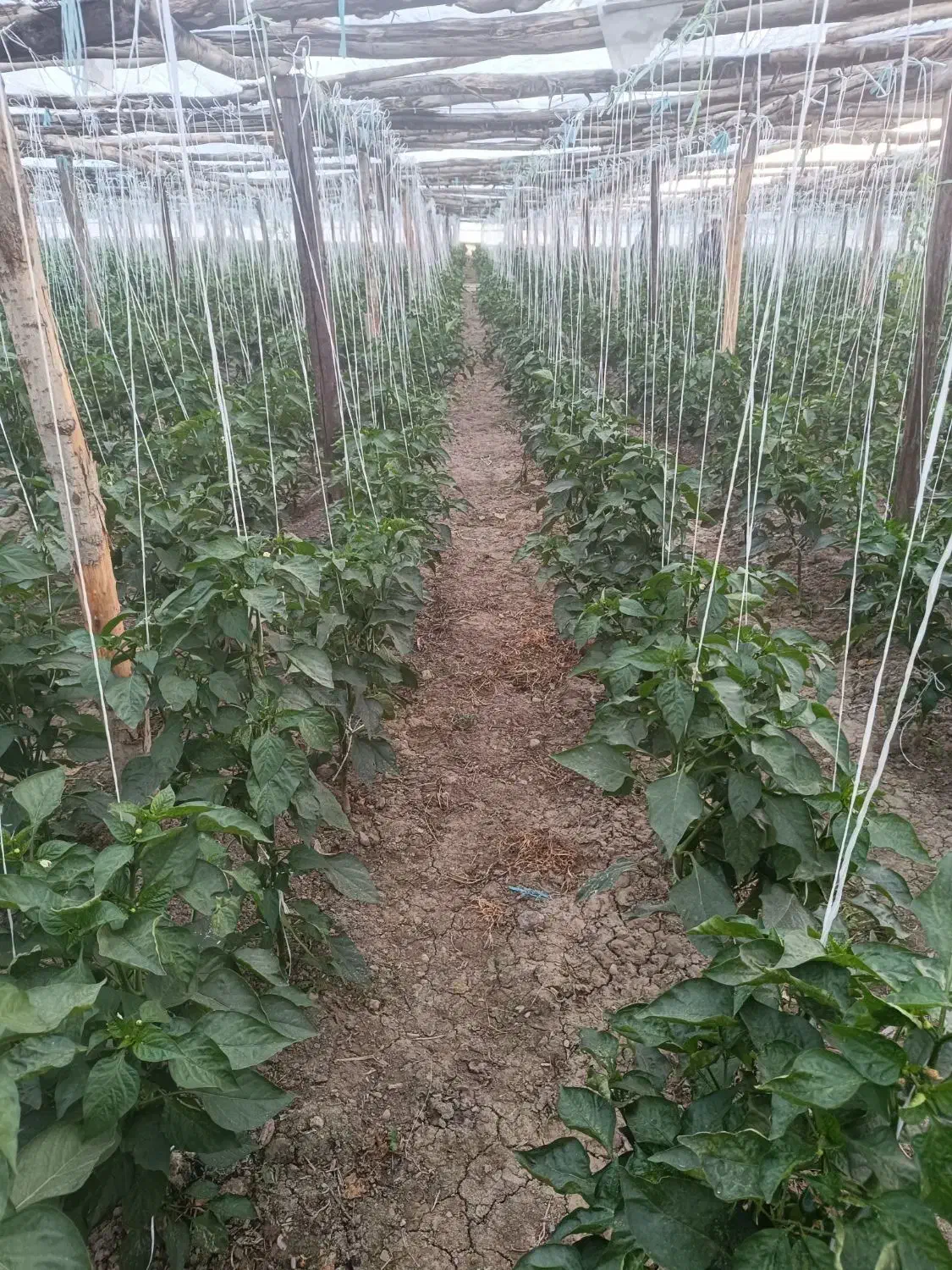 گل خانه چوبی فروشی|عمدهفروشی|مبارکه, |دیوار