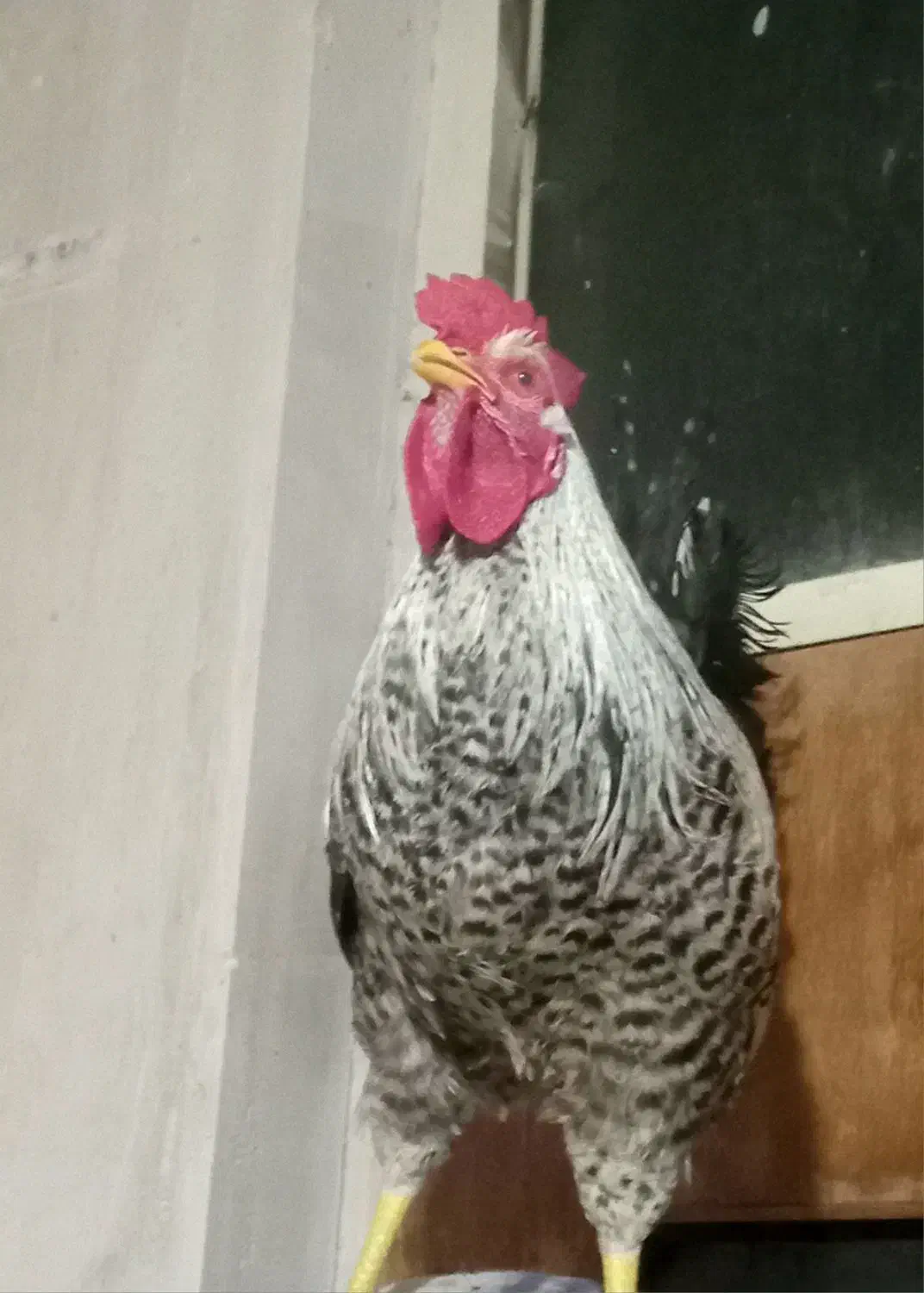 خروس|حیوانات|اهر, |دیوار