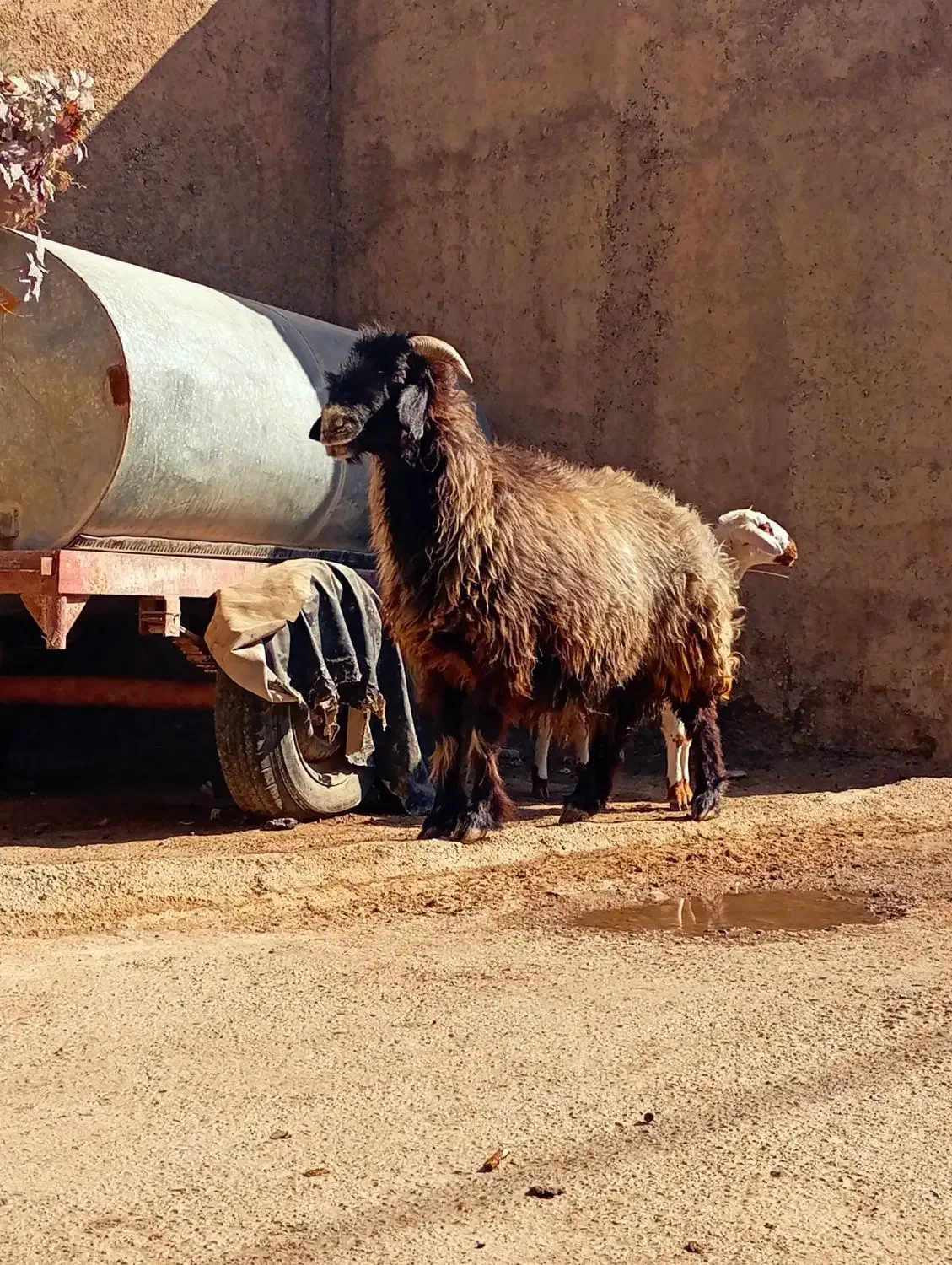 ۵راس شیشک میش بختیاری|حیوانات مزرعه|شیراز, محمدیه|دیوار