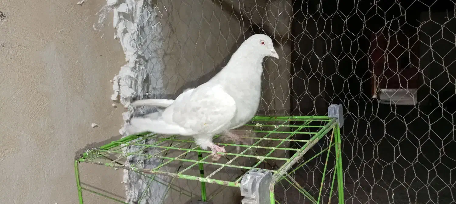 ماده کلی آبی عتیق|پرنده|نجفآباد, یزدانشهر|دیوار