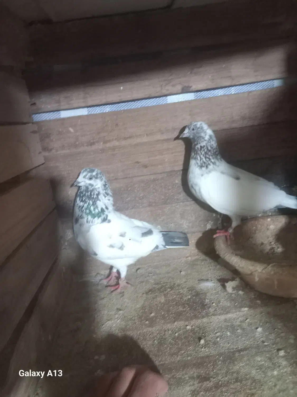 کبوتر|پرنده|سنگر, |دیوار