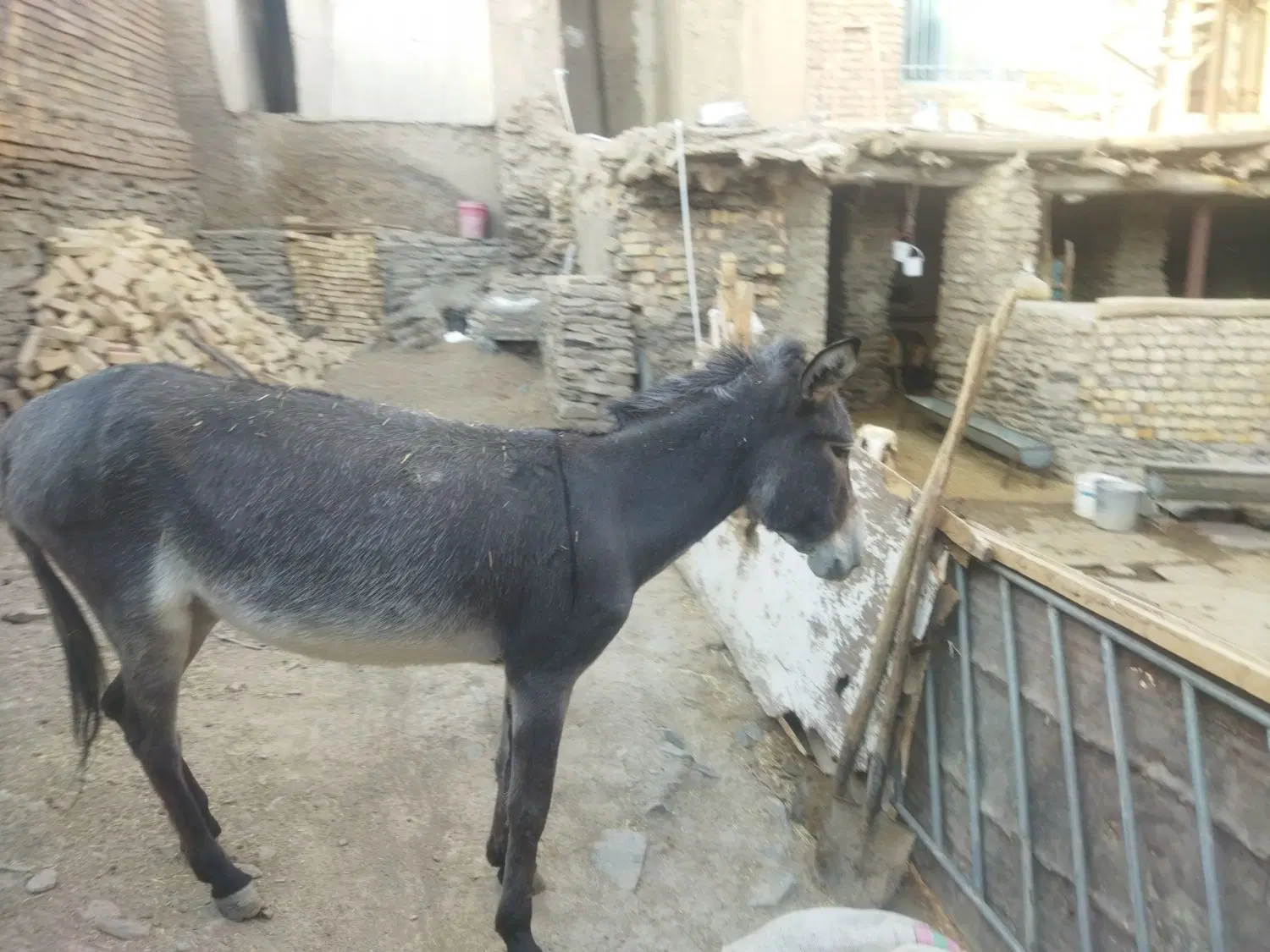 الاغ|حیوانات مزرعه|ازنا, |دیوار