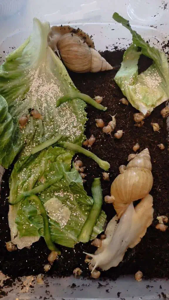 حلزون البینو کلاژن ساز|خزنده|اصفهان, سعادتآباد|دیوار