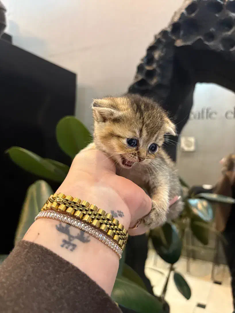 بریتیش گلد تبی|گربه|رشت, گلسار|دیوار