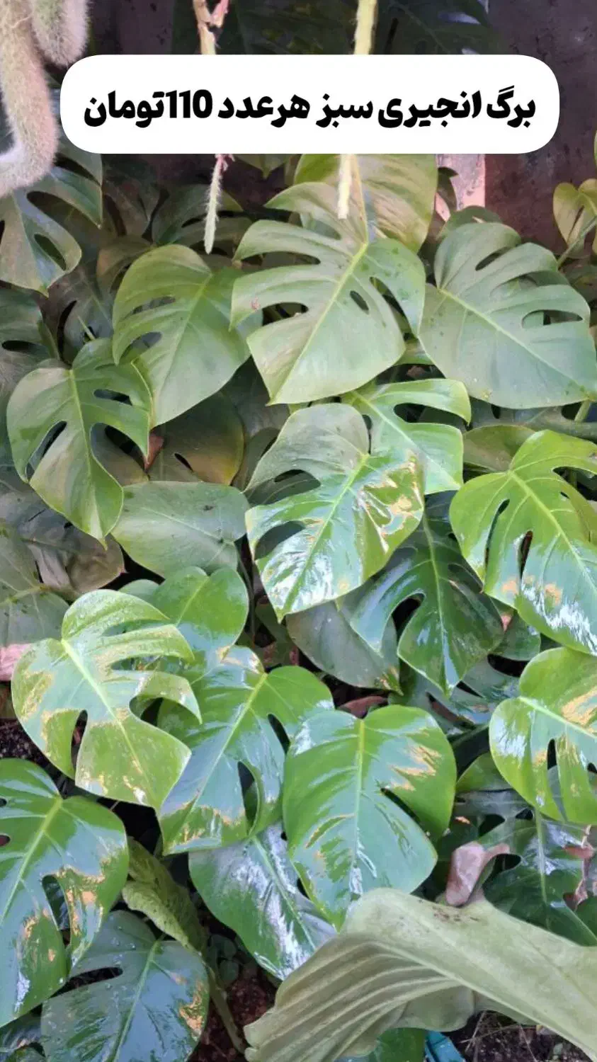 گل های آپارتمانی|گل و گیاه طبیعی|رودبنه, |دیوار